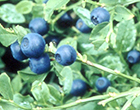 Bilberry是配合北歐產越橘日本製造眼睛疲勞回復保健食品