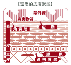 舞潤特級護膚霜: 理想的皮膚狀態