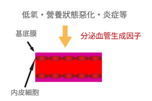 血管生成機理圖_02