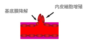 血管生成機理圖_03