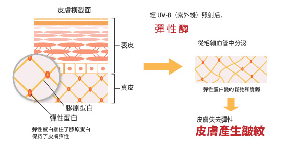 血管生成概念圖