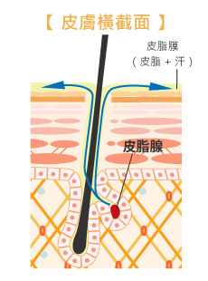 皮脂的作用