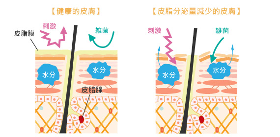 皮脂量減少和皮膚功能下降