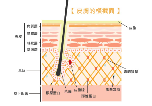 皮膚的構造