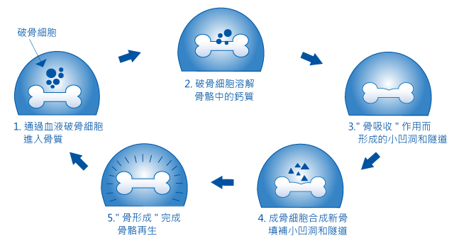 骨骼新陳代謝過程