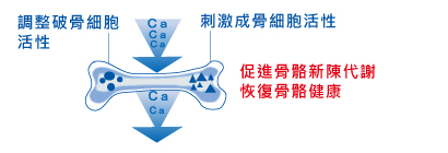 CBP讓全身骨骼更健康