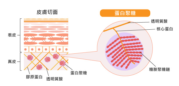 蛋白聚糖和皮膚