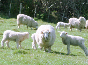 新西蘭產羊胎盤