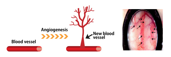 How Angiogenesis happens.