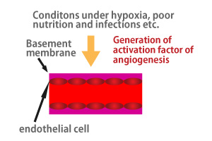 angiogenesis02