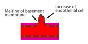 angiogenesis03