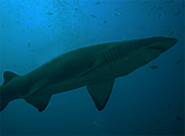 deep-sea-shark-liver-oil