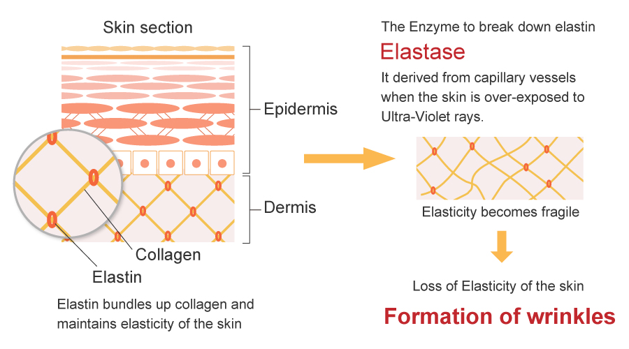 How angiogenesis cause wrinkles