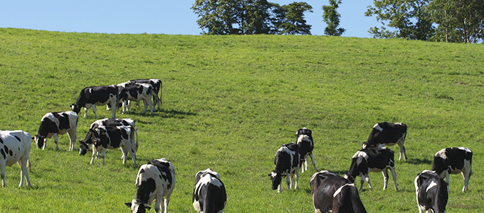 new zealand cow