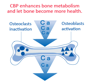 CBP increase of bone density and improve of osteoporosis.