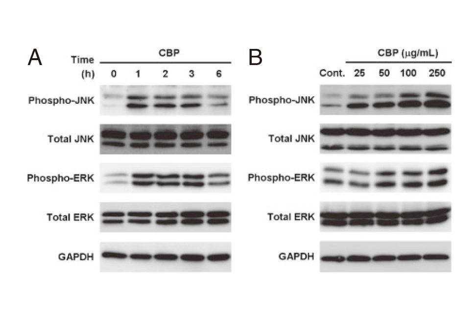 CBP Facilitate Osteogenesis through Activation of the JNK-ATF4 Pathway