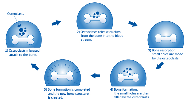 The bone metabolism cycle