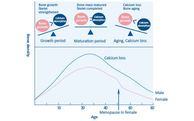 Age and bone metabolism