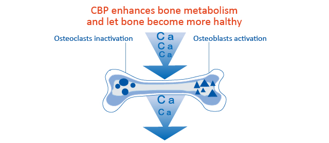 CBP supports bone health