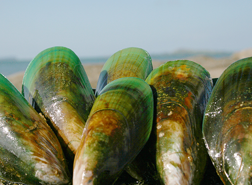 Biolane is the original, unique extract from the New Zealand Green-Lipped Mussel