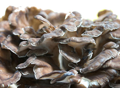 Gripin is a phytolipid compoound extracted from the Maitake mushroom.