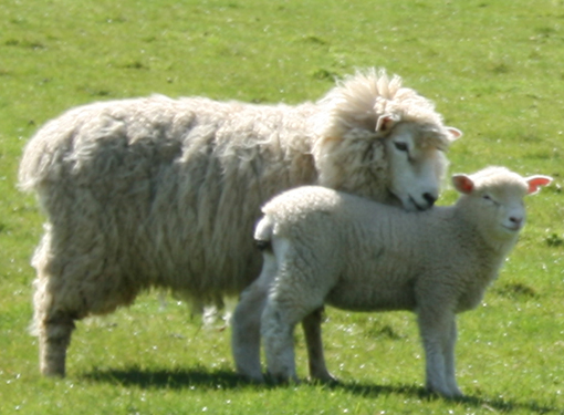 New Zealand Sheep Placenta