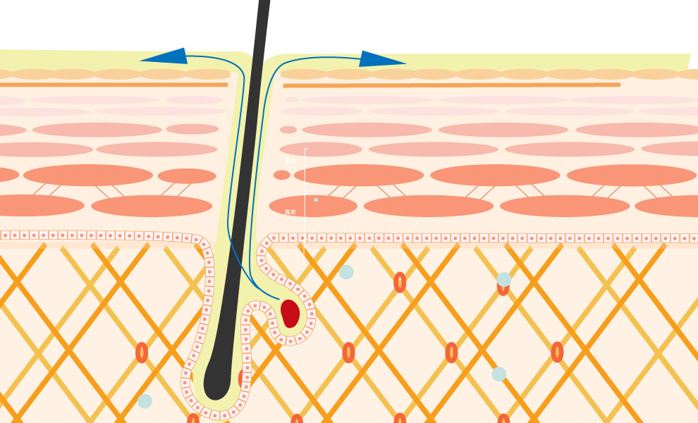 Skin structure