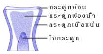 Bikokki: “กระดูกฟองน้ำ (Cancellous bone)” คืออะไร?