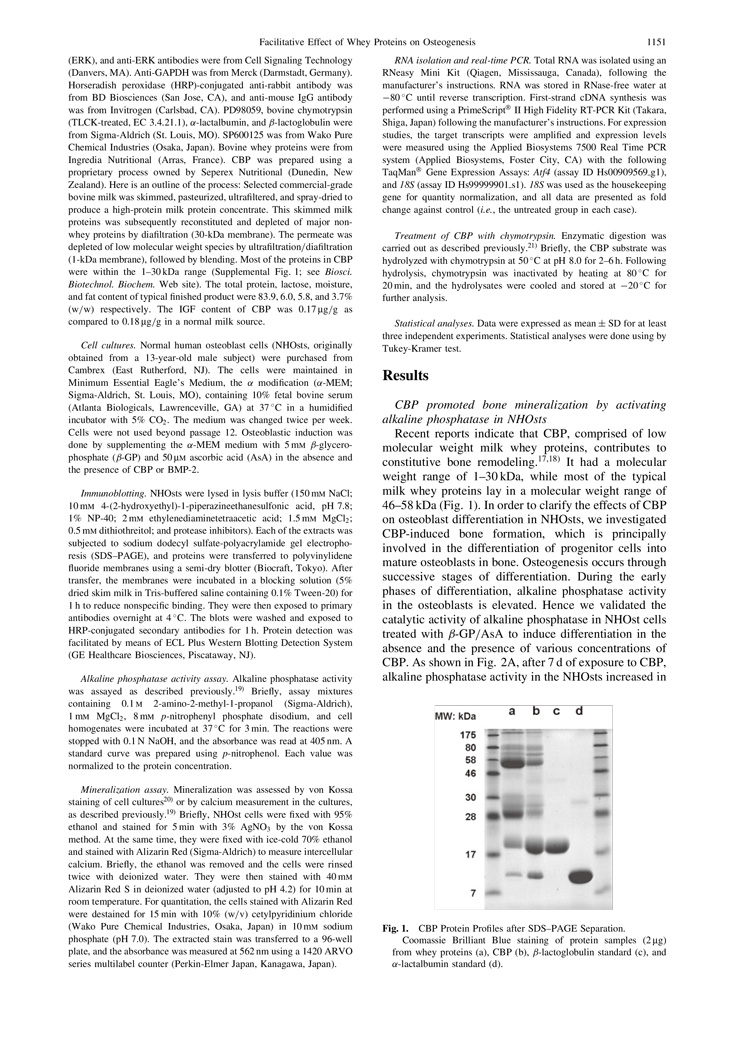 CBP Facilitate Osteogenesis through Activation of the JNK-ATF4 Pathway P3