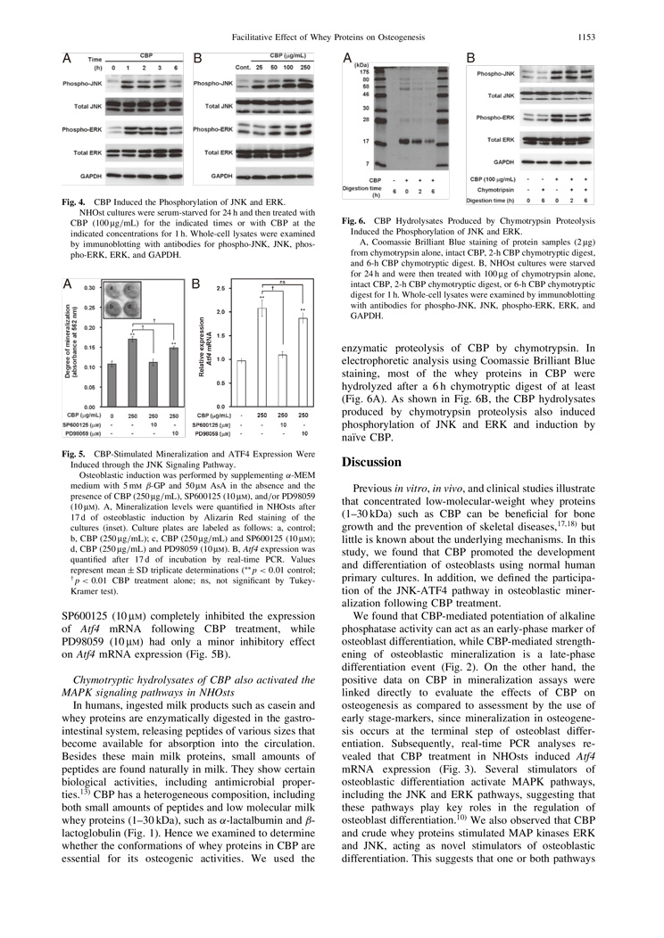 CBP Facilitate Osteogenesis through Activation of the JNK-ATF4 Pathway P4