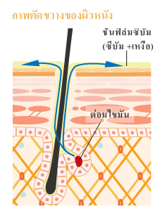 หน้าที่ของซีบัม