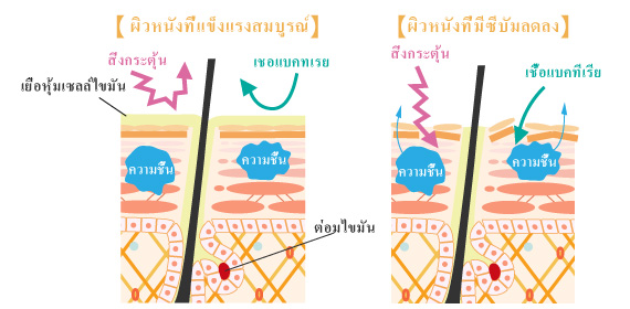 การลดลงของซีบัมและผิวหนังที่เสื่อมสภาพ