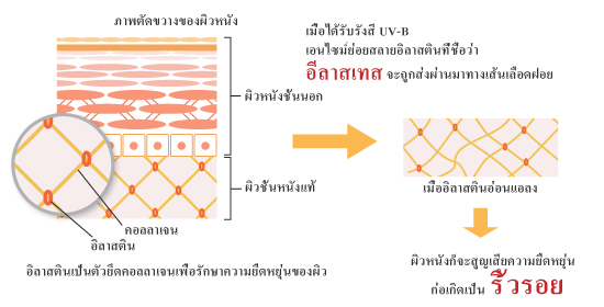 การสร้างเส้นเลือดใหม่กับริ้วรอยบนผิวหนัง