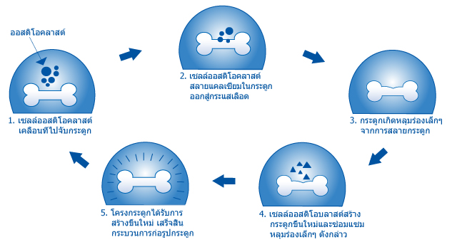 วัฏจักรของกระบวนการสร้างและสลาย กระดูก