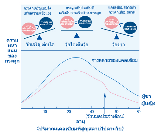 การสร้างและสลายกระดูกกับช่วงอายุ