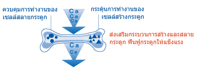 CBP ช่วยส่งเสริมความแข็งแรงของกระดูก