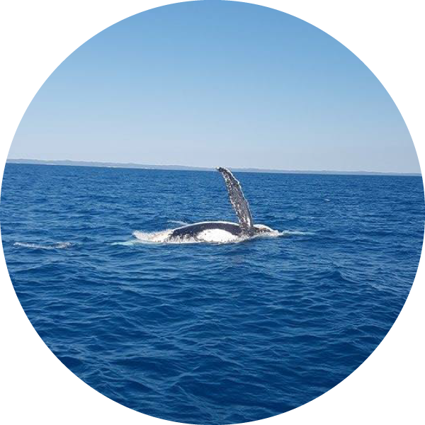 クジラがビニール袋やプラスチック容器を飲み込んでしまい、死亡する事故がありました。