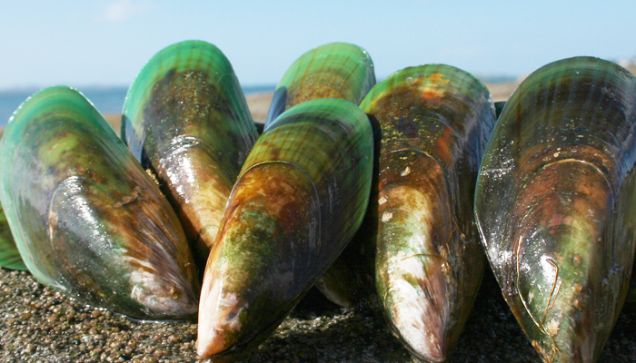 ニュージーランド産緑イ貝