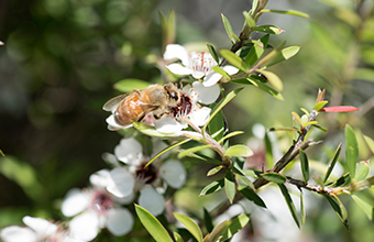 Dr. Beeマヌカハニー 150+はニュージーランドのマヌカの花からとれるハチミツです。